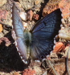 Lepidochrysops braueri