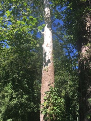 Platanus occidentalis