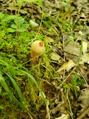 Calostoma ravenelii ravenelii