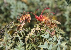 Grevillea bipinnatifida