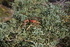 Grevillea bipinnatifida