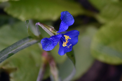 Commelina dianthifolia