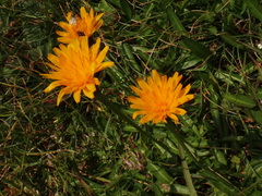 Scorzoneroides crocea