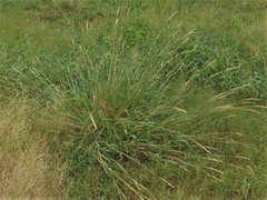 Bothriochloa longipaniculata