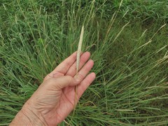 Bothriochloa longipaniculata