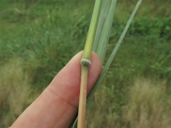 Bothriochloa longipaniculata