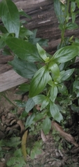 Andrographis paniculata