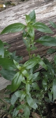 Andrographis paniculata