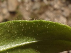 Doronicum clusii