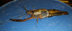 Macrobrachium americanum