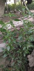 Andrographis paniculata