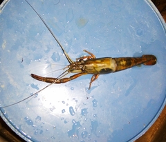 Macrobrachium americanum