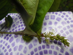 Croton glandulosepalus