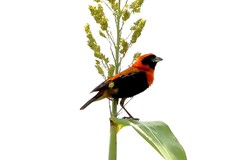 Euplectes hordeaceus