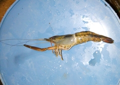 Macrobrachium americanum