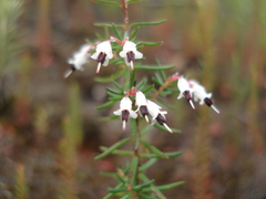 Erica fuscescens