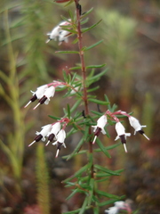 Erica fuscescens