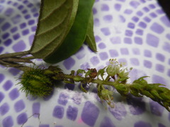 Croton glandulosepalus