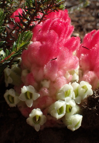 Image of Harveya roseoalba by (c) Nicola van Berkel, some rights reserved (CC BY-SA)