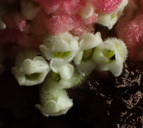 Image of Harveya roseoalba by (c) Nicola van Berkel, some rights reserved (CC BY-SA)
