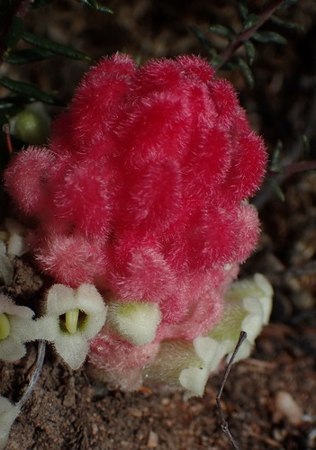 Image of Harveya roseoalba by (c) Nicola van Berkel, some rights reserved (CC BY-SA)