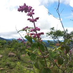 Salvia lasiantha