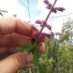 Salvia lasiantha