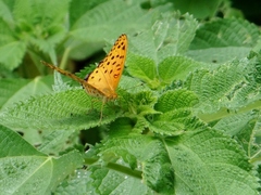 Argynnis hyperbius