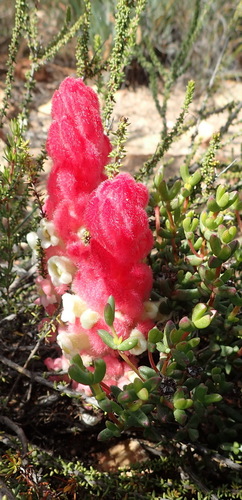 Image of Harveya roseoalba by (c) Nicola van Berkel, some rights reserved (CC BY-SA)