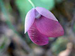 Calochortus amoenus