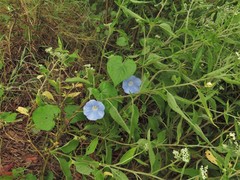 Ipomoea hederacea integriuscula