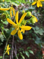 Silphium compositum