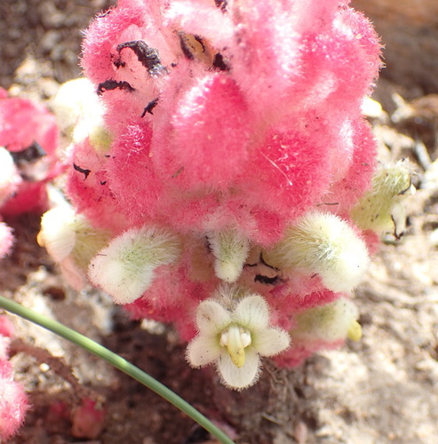 Image of Harveya roseoalba by (c) Nicola van Berkel, some rights reserved (CC BY-SA)