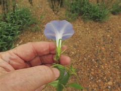Ipomoea hederacea integriuscula