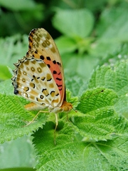Argynnis hyperbius