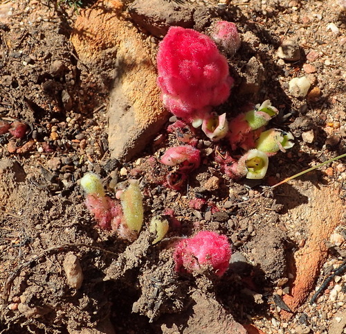 Image of Harveya roseoalba by (c) Nicola van Berkel, some rights reserved (CC BY-SA)