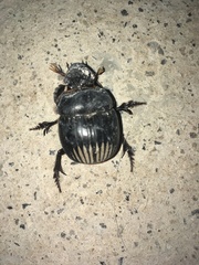 Dichotomius carolinus