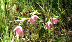 Calochortus amoenus