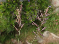 Festuca pseudodura