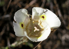 Calochortus superbus
