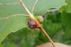 Pemphigus populicaulis