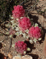 Harveya roseoalba