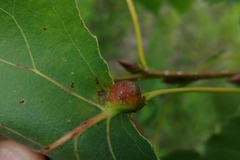 Pemphigus populicaulis