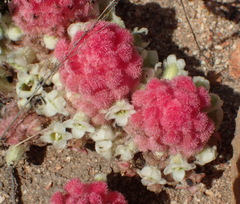Harveya roseoalba