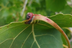 Pemphigus populicaulis