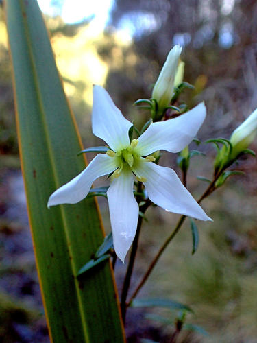 Image of Gentianella stellata by (c) Duncan Cunningham, some rights reserved (CC BY)
