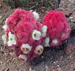 Harveya roseoalba