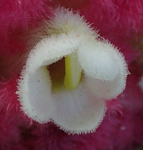 Image of Harveya roseoalba by (c) Nicola van Berkel, some rights reserved (CC BY-SA)