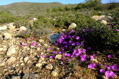 Drosanthemum intermedium