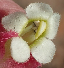 Harveya roseoalba